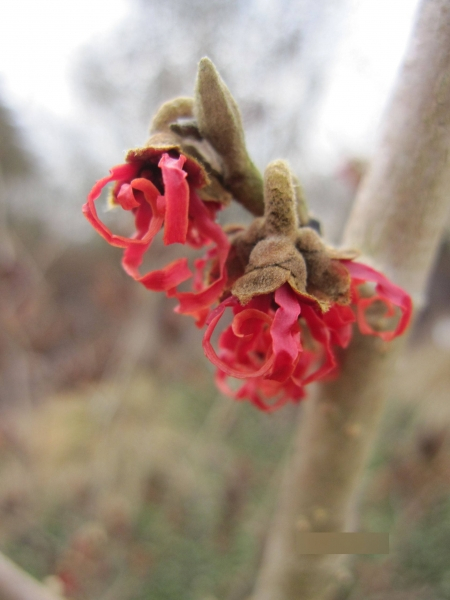 Zaubernuss Carmine Red